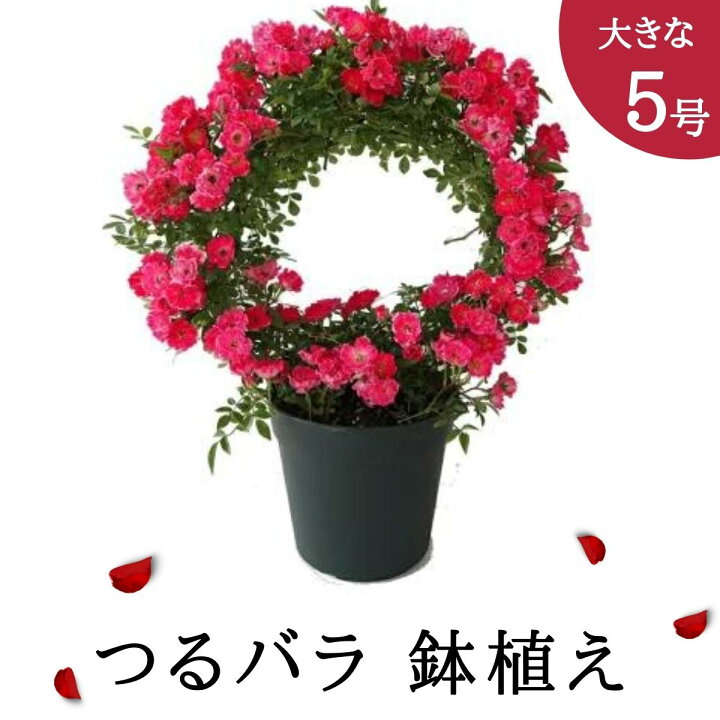楽天市場 予約受付開始 23年 母の日 5月出荷 つるバラ 須磨 5号鉢 リング仕立て 八重 ピンク 赤 薔薇 ばら 母の日ギフト プレゼント ギフト 人気 おすすめ 贈り物 花 生花 ローズ ミニバラ 鉢花 誕生日 お礼 お祝い 父の日 結婚祝い 女性