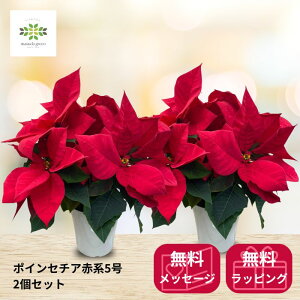 |CZ`A A 5 Ԍn 2Zbg  Ԕ    NX}Xv[g NX}XMtg t[Mtg ~ ԃMtg NX}Xp[eB[ 蕨 a LO j