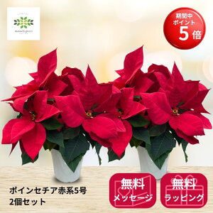 yBLACK FRIDAY |Cg5{z |CZ`A A 5 Ԍn 2Zbg  Ԕ    NX}Xv[g NX}XMtg t[Mtg ~ ԃMtg NX}Xp[e