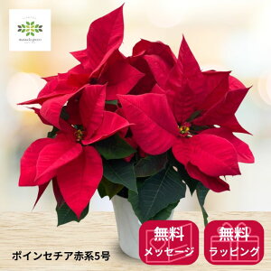 |CZ`A A Ԍn 5  Ԕ    NX}X Xmas NX}XMtg NX}Xv[g ԃMtg t[Mtg Mtg p p 蕨