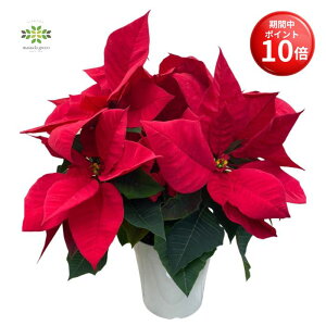 y}\ |Cg10{z |CZ`A A Ԍn 5  Ԕ    NX}X Xmas NX}XMtg NX}Xv[g ԃMtg t[Mtg Mtg 