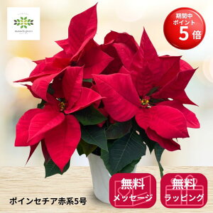 yBLACK FRIDAY |Cg5{z |CZ`A A Ԍn 5  Ԕ    NX}X Xmas NX}XMtg NX}Xv[g ԃMtg t[Mtg Mtg p 