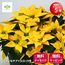 【BLACK FRIDAY期間 ポイント5倍】 ポインセチア 鉢植え 幸運を呼ぶ 黄色 5号鉢 送料無料 イエロー系 クリスマスレモン イエロールクス カゴ ラッピング 花 生花 幸福 幸せ クリスマスギフト プレゼント 誕生日 記念日 お祝い 引越し祝い 開店祝い 新築