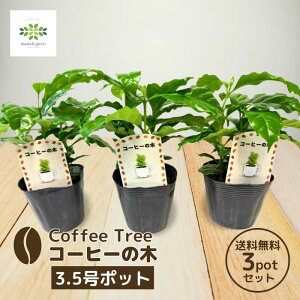  R[q[̖ 3.5|bg 3{ 3|bgZbg R[q[̕c R[q[c R[q[mL ϗtA ~jϗt coffee  ƐR[q[ {[