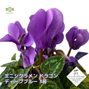 [󂠂]~jVN c hS fB[vu[ 3|bg ԕc  E F1i  FTA JFY Ԓd A  񂹐A ϊ  H ~ K[fVN