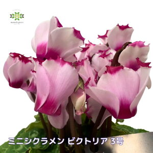 ~jVN rNgA 3 JԊ ԕc  K[fVN sN  Ԓd A  񂹐A ϊ  H ~