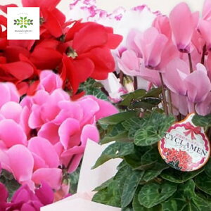 VN A 5 ܂ 2FZbg   Ԕ   p Mtg v[g 蕨