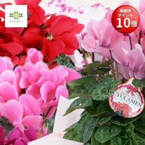 y}\ |Cg10{z VN A 5 ܂ 2FZbg   Ԕ   p Mtg v[g 蕨