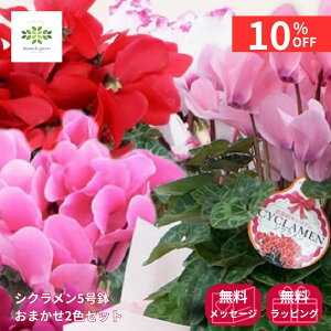 y12/4 20:00`23:59!!X^[g_bVN[|z VN A 5 ܂ 2FZbg   Ԕ   p Mtg v[g 蕨