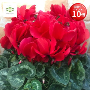 y}\ |Cg10{z VN AԌn 5   Ԕ   {[ՂI p v[g Mtg 蕨