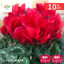 【12/4 20:00～23:59限定!!スタートダッシュクーポン】 シクラメン 鉢植え赤系 5号 送料無料 鉢花 花鉢 生花 花 ボリュームたっぷり！高級感 自宅用 プレゼント ギフト 贈り物
