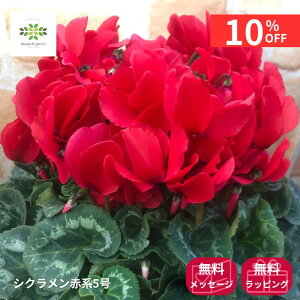 y12/4 20:00`23:59!!X^[g_bVN[|z VN AԌn 5   Ԕ   {[ՂI p v[g Mtg 蕨