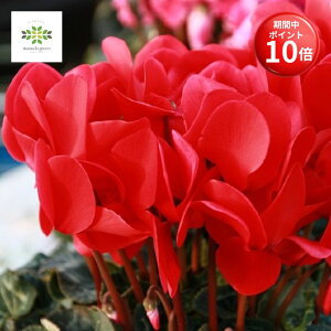 y}\ |Cg10{z VN A Ԍn 6 2Zbg  Ԕ     p p Mtg v[g Mtg t[Mtg