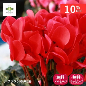 y12/4 20:00`23:59!!X^[g_bVN[|z VN A Ԍn 6  Ԕ    {[Ղ  i p p Mtg v[g 蕨 t