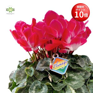 y}\ |Cg10{z VN A v}[W IW 6  Ԕ    {[ՂI p Mtg v[g 蕨