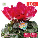 【12/4 20:00～23:59限定!!スタートダッシュクーポン】 シクラメン 鉢植え プルマージュ オレンジ 6号 送料無料 花鉢 鉢花 生花 花 ボリュームたっぷり！高級感 自宅用 ギフト プレゼント 贈り物