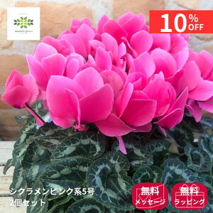 y12/4 20:00`23:59!!X^[g_bVN[|z VN A sNn 5 2Zbg   Ԕ    p v[g Mtg 蕨