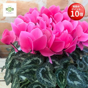 y}\ |Cg10{z VN A sNn 5   Ԕ   {[ՂI  p Mtg v[g 蕨