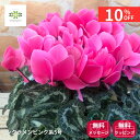 【12/4 20:00～23:59限定!!スタートダッシュクーポン】 シクラメン 鉢植え ピンク系 5号 送料無料 鉢花 花鉢 生花 花 ボリュームたっぷり！ 高級感 自宅用 ギフト プレゼント 贈り物