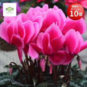 y}\ |Cg10{z VN A sNn 6  Ԕ     {[ՂI Mtg v[g蕨