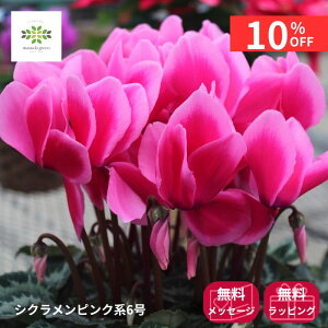 y12/4 20:00`23:59!!X^[g_bVN[|z VN A sNn 6  Ԕ     {[ՂI Mtg v[g蕨