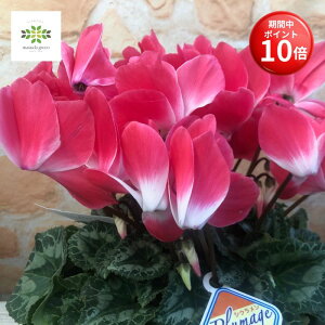 y}\ |Cg10{z VN A v}[W F 5   Ԕ   {[ՂIMtg v[g t[Mtg p 蕨