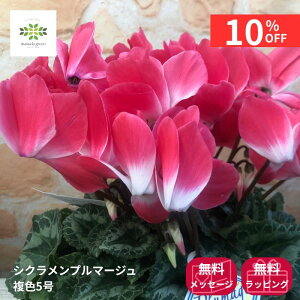 y12/4 20:00`23:59!!X^[g_bVN[|z VN A v}[W F 5   Ԕ   {[ՂIMtg v[g t[Mtg p 