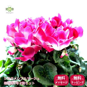 VN A v}[W Fn 6 2Zbg  Ԕ    {[ՂI  p v[g 蕨 Mtg