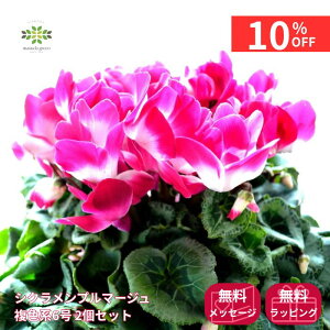 y12/4 20:00`23:59!!X^[g_bVN[|z VN A v}[W Fn 6 2Zbg  Ԕ    {[ՂI  p v[g 