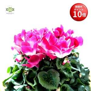 y}\ |Cg10{z VN A v}[W Fn 6 2Zbg  Ԕ    {[ՂI  p v[g 蕨 Mtg