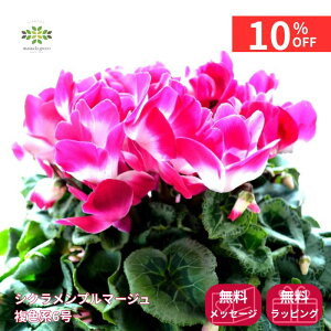 y12/4 20:00`23:59!!X^[g_bVN[|z VN A v}[W Fn 6  Ԕ    p Mtg t[Mtg v[g 蕨