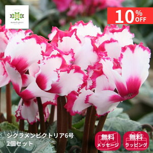 y12/4 20:00`23:59!!X^[g_bVN[|z VN A rNgA 6 2Zbg   Ԕ   tW炫 炵 p v[g 蕨 Mtg