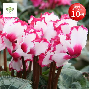 y}\ |Cg10{z VN A rNgA 6 tW炫   Ԕ   p v[g 蕨 Mtg