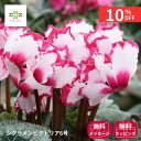 【12/4 20:00～23:59限定!!スタートダッシュクーポン】 シクラメン 鉢植え ビクトリア 6号 フリンジ咲き 送料無料 鉢花 花鉢 生花 花 自宅用 プレゼント 贈り物 ギフト