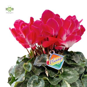 VN A v}[W IW 6  Ԕ    {[ՂI p Mtg v[g 蕨