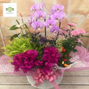 ミディ胡蝶蘭と季節のお花を使った 寄せ鉢 フラワーアレンジメント カゴ入り 送料無料 コチョウラン 花 鉢 敬老の日向き 孫 孫から 祖父母 プレゼント ギフト フラワーギフト 贈答用 贈り物