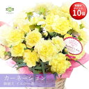 ＼今の早割16日まで！／【お買い物マラソン期間 ポイント10倍】 母の日 カーネーション 送料無料 鉢植え イエロー系 品種おまかせ 5号 期間限定 黄色 イエロー プレゼント ギフト 人気 贈り物 花 希少 珍しい おすすめ 生花 鉢 誕生日 お礼 お祝い 結婚祝い 2026