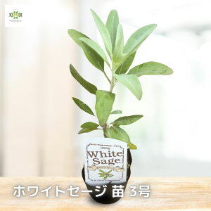 JtHjA zCgZ[Wc 3 n[uc n[u Herb 񂹐A  JtHjAzCgZ[W zCgZ[W Z[W c