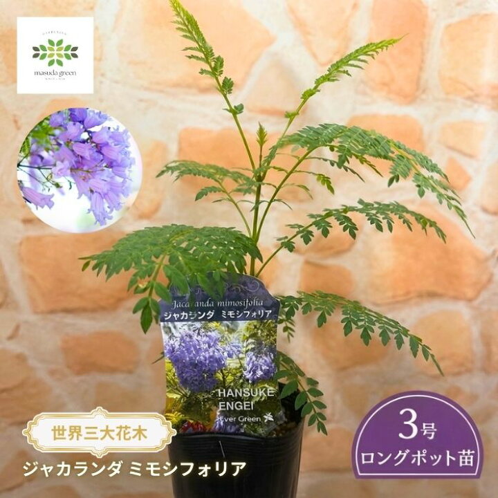楽天市場】ジャカランダ ミモシフォリア 苗 3号ロングポット 世界三大 