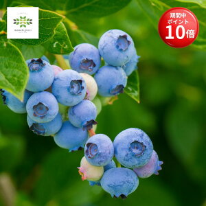 y}\ |Cg10{z u[x[ c c u[x[ rbgACn 5 O|bg  ʎc ʎ̕c blueberry i ʎ͔| ƒ؉ t[c 