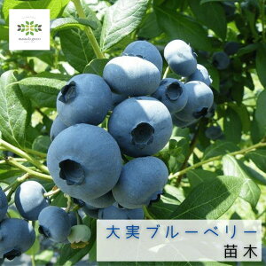 u[x[ c c nCubVn 5 |bg  ʎc ʎ̕c blueberry i ʎ͔| ƒ؉ t[c A x_ p Mtg v[g p 蕨