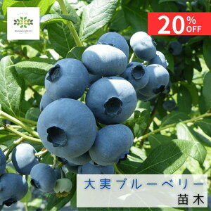 y12/4 20:00`23:59!!X^[g_bVN[|z u[x[ c c nCubVn 5 |bg  ʎc ʎ̕c blueberry i ʎ͔| ƒ؉ t[c A x_