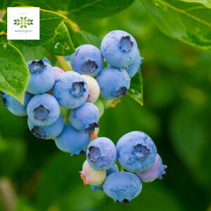 u[x[ c c u[x[ rbgACn 5 O|bg  ʎc ʎ̕c blueberry i ʎ͔| ƒ؉ t[c p Mtg v[g p 蕨