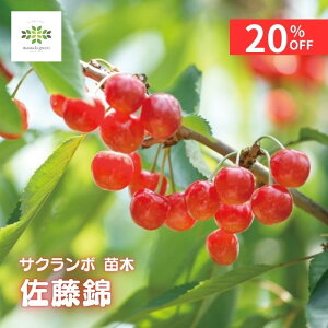 y20%OFF{N[| yVX[p[SALE12/4~12/11z  c  4.5 O|bg  ʎc m  Ƃ i|I  ʕ t[c K[fjO ƒ؉ 