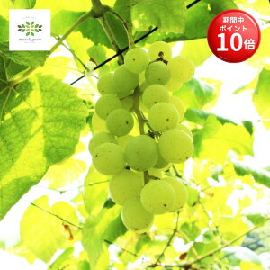 y}\ |Cg10{z 햳Ԃǂ qbg c 2N 5 O|bg 10  ʎc c V[hX Ȃ A A ʎ Ԃǂc uhE  grape