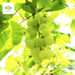 햳Ԃǂ qbg c 2N 5 O|bg 10  ʎc c V[hX Ȃ A A ʎ Ԃǂc uhE  grapes K[fjO ƒ؉ p p 