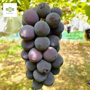 Ԃǂ c  2N 5 O|bg  ʎc c A ʎ Ԃǂc uhE  grapes A A K[fjO ƒ؉ p p Mtg