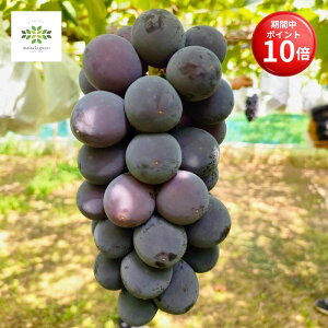 y}\ |Cg10{z Ԃǂ c  2N 5 O|bg 10  ʎc c A ʎ Ԃǂc uhE  grapes A A K[fjO ƒ؉ 