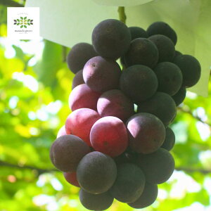 Ԃǂ c sI[l 2N 5 O|bg 10  ʎc c A ʎ Ԃǂc uhE  grapes A A K[fjO ƒ؉ p p Mtg