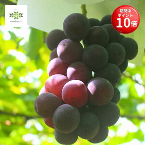 y}\ |Cg10{z Ԃǂ c sI[l 2N 5 O|bg 10  ʎc c A ʎ Ԃǂc uhE  grapes A A K[fjO ƒ
